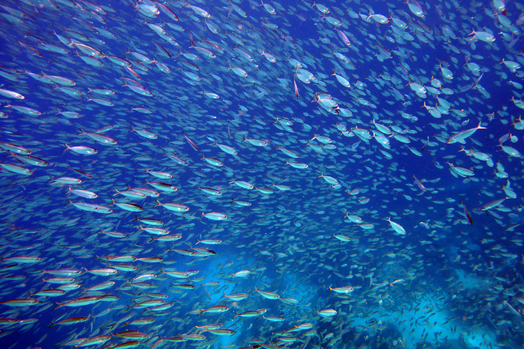 A photo of a school of light blue fish swimming in dark blue water